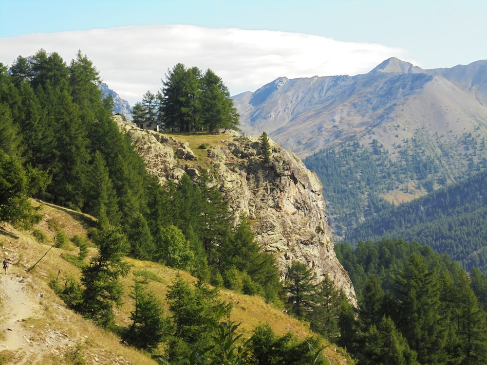 a man riding a mountain bike down a lush green hillside