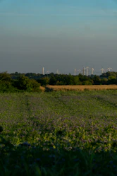 A vast field stretches out under a clear blue sky, with rows of wind turbines visible on the horizon. The green and yellow hues of the fields create a serene agricultural landscape. Wind turbines, alternating between visible and obscured by trees, capture the essence of sustainable energy amidst nature.