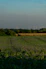A vast field stretches out under a clear blue sky, with rows of wind turbines visible on the horizon. The green and yellow hues of the fields create a serene agricultural landscape. Wind turbines, alternating between visible and obscured by trees, capture the essence of sustainable energy amidst nature.