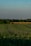 A vast field stretches out under a clear blue sky, with rows of wind turbines visible on the horizon. The green and yellow hues of the fields create a serene agricultural landscape. Wind turbines, alternating between visible and obscured by trees, capture the essence of sustainable energy amidst nature.