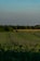 A vast field stretches out under a clear blue sky, with rows of wind turbines visible on the horizon. The green and yellow hues of the fields create a serene agricultural landscape. Wind turbines, alternating between visible and obscured by trees, capture the essence of sustainable energy amidst nature.