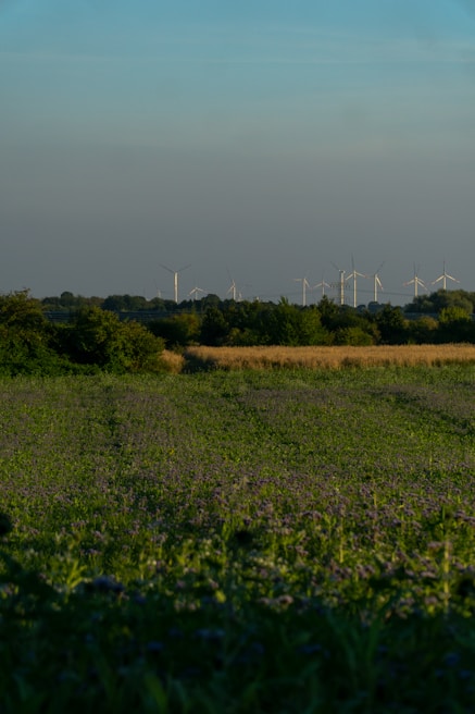 A vast field stretches out under a clear blue sky, with rows of wind turbines visible on the horizon. The green and yellow hues of the fields create a serene agricultural landscape. Wind turbines, alternating between visible and obscured by trees, capture the essence of sustainable energy amidst nature.