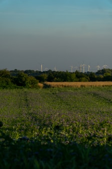 A vast field stretches out under a clear blue sky, with rows of wind turbines visible on the horizon. The green and yellow hues of the fields create a serene agricultural landscape. Wind turbines, alternating between visible and obscured by trees, capture the essence of sustainable energy amidst nature.