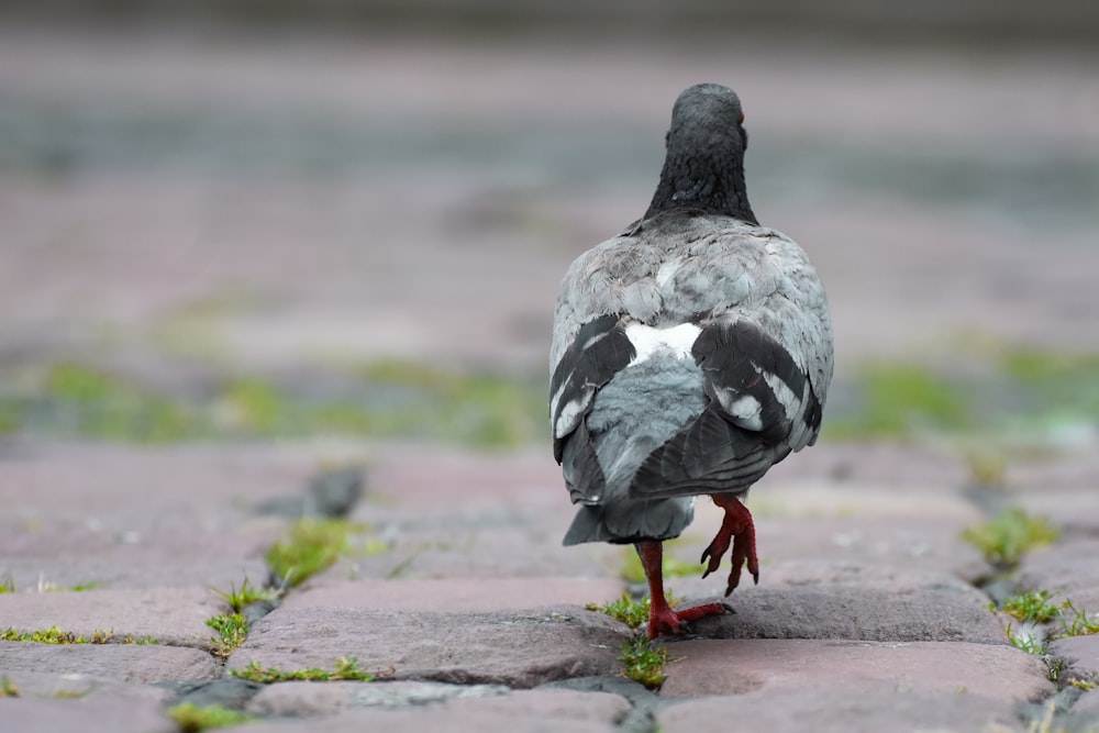 a bird is standing on a brick walkway