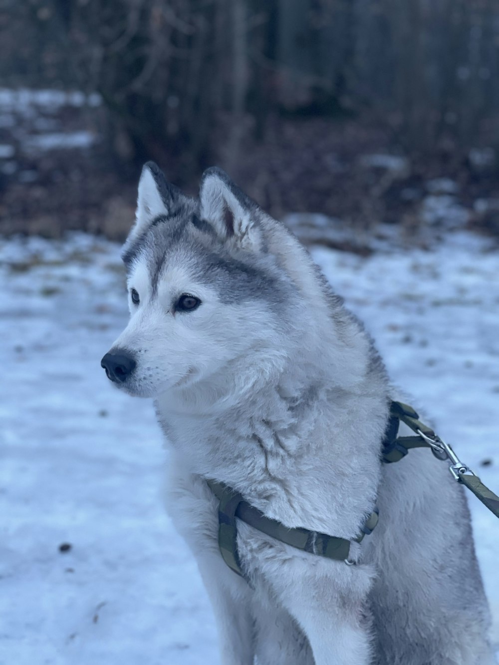 white and black siberian husky on snow covered ground during daytime