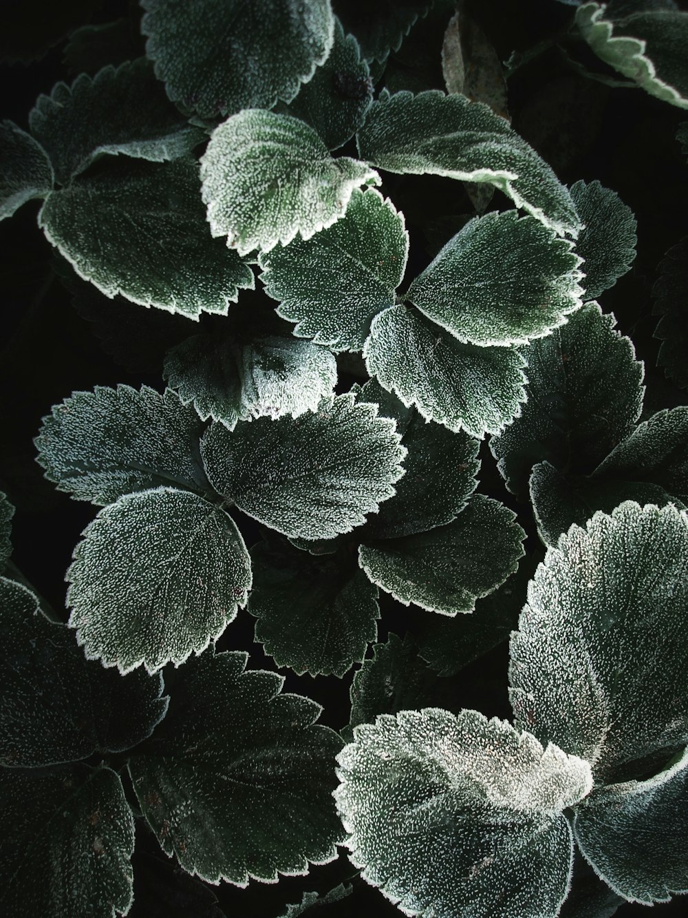 white and black leaf plant