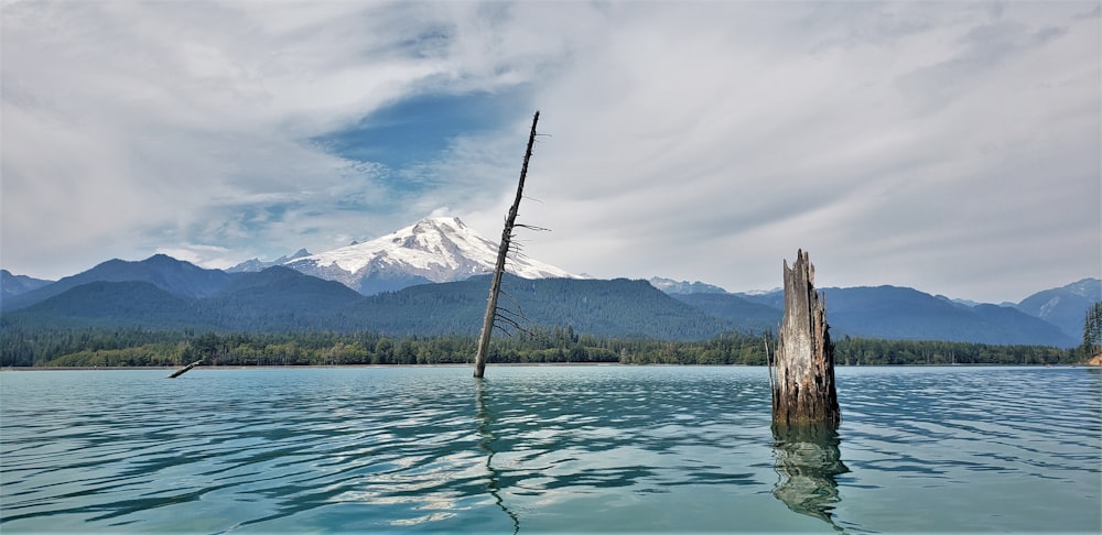 green trees near body of water during daytime