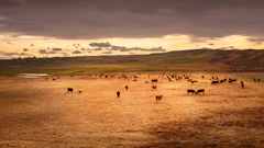 Cattle grazing across a wide stretch of dry grassland under a low sun