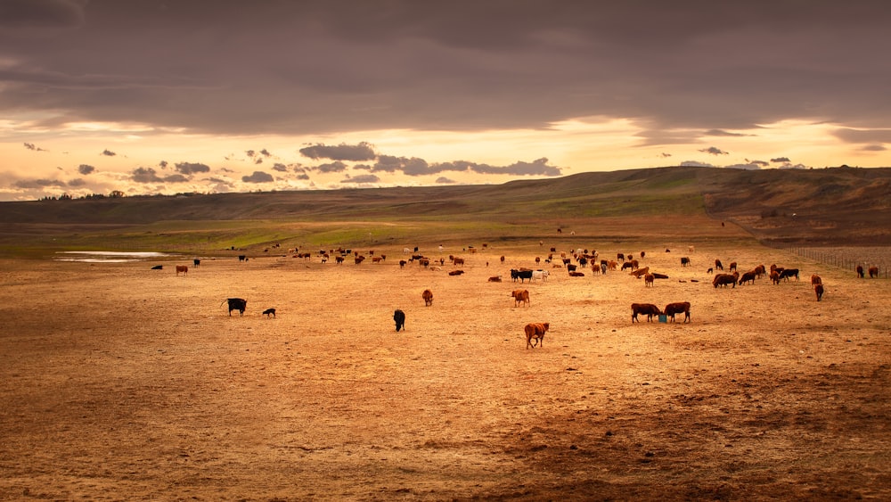 Una manada de ganado de pie en la parte superior de un campo de hierba seca