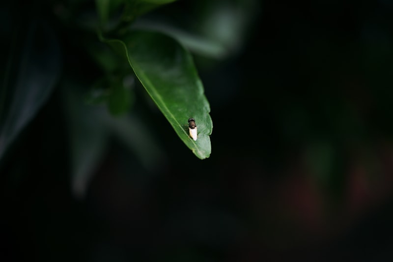 A green frog crouched on a leaf in shadow