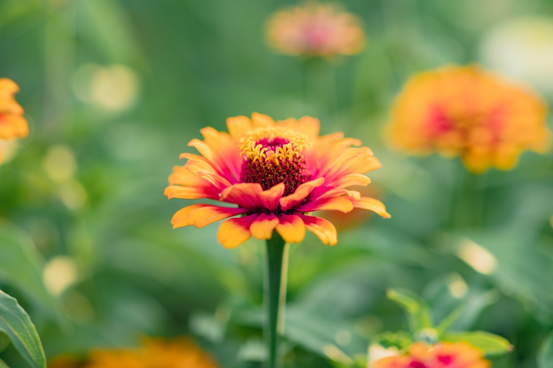 pink and yellow flower in tilt shift lens