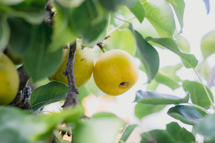梨のイメージ写真（この農園の実際の写真ではありません。Photo: Jason Leung on Unsplash）