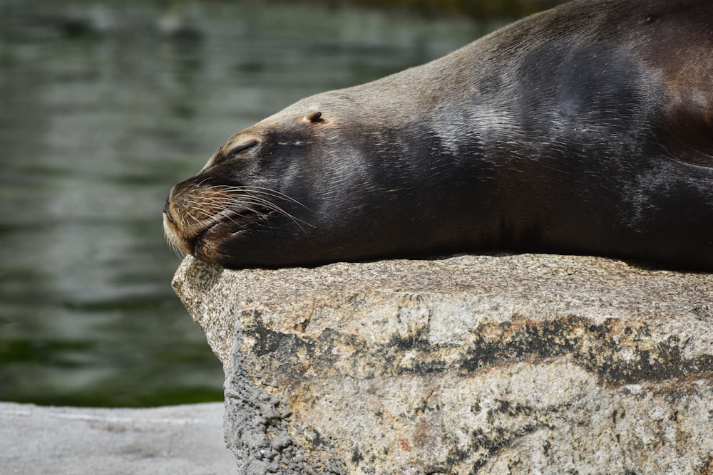 a seal laying on a rock next to a body of water