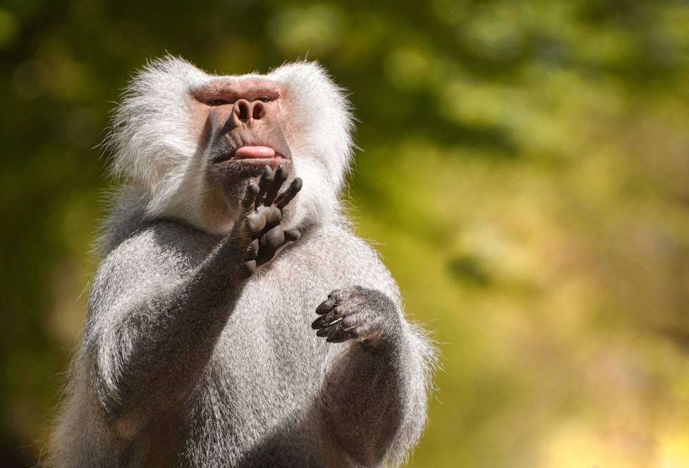 a close up of a monkey with its hands together