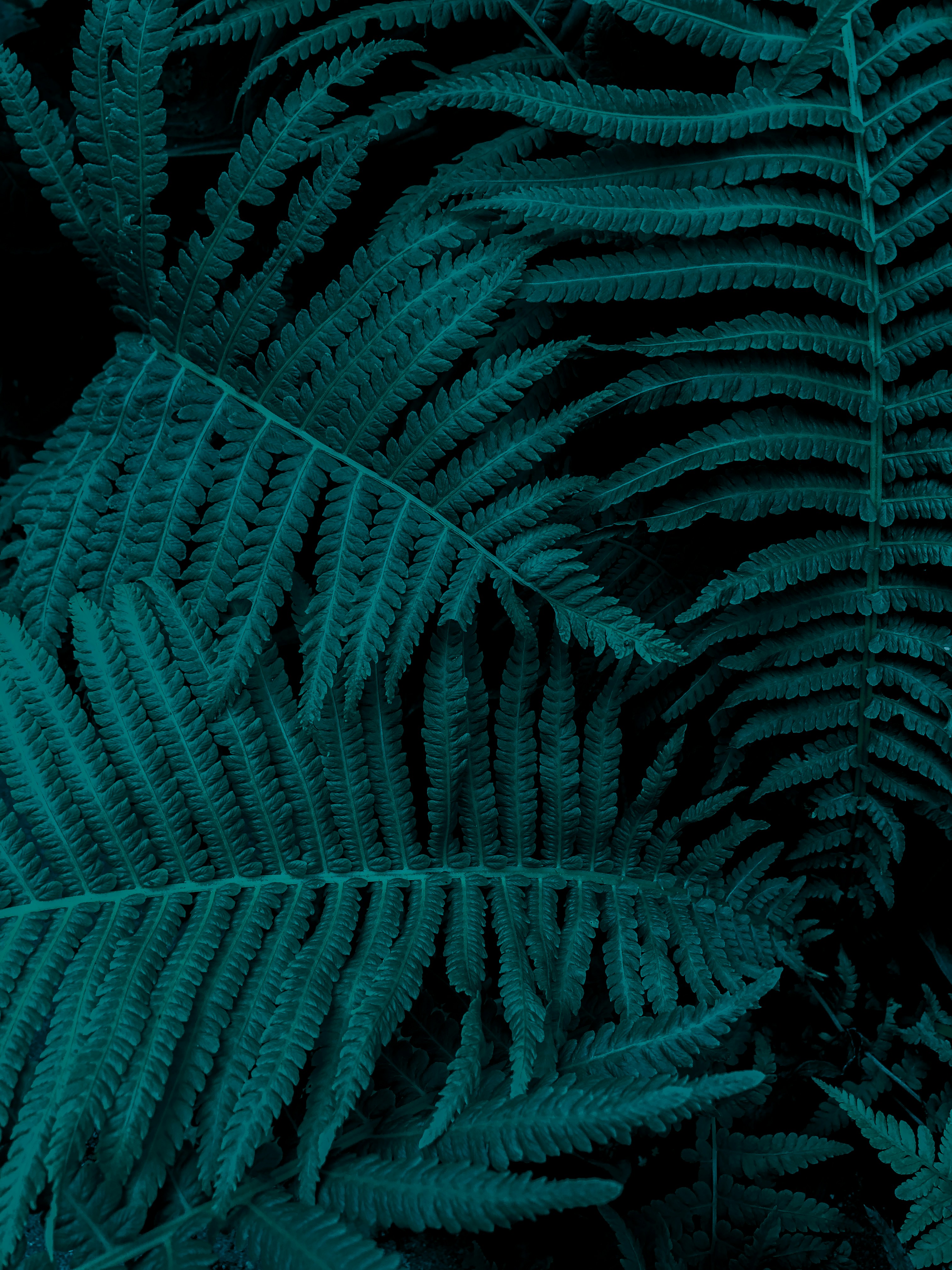 green leaf plant in close up photography