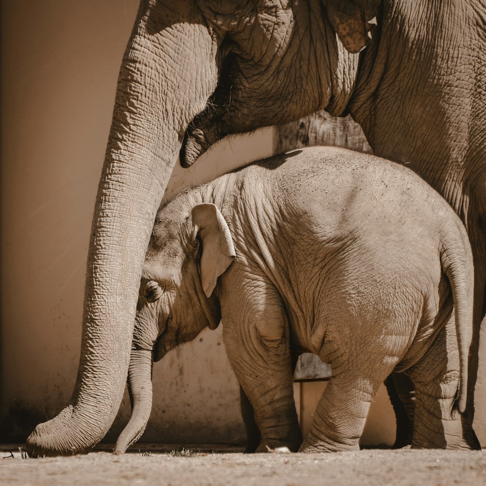 성인 코끼리 옆에 서 있는 아기 코끼리