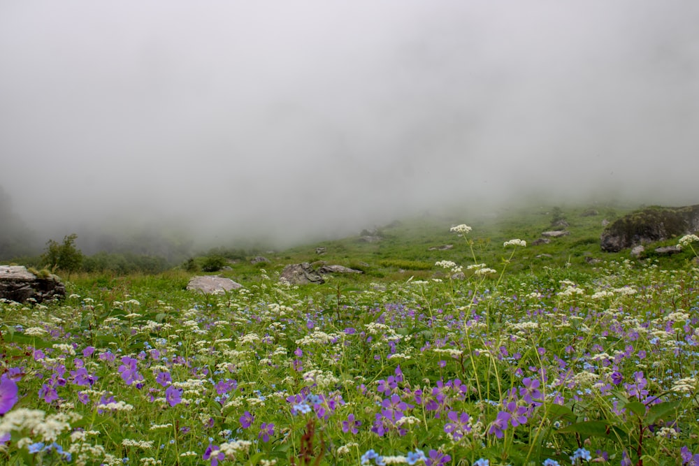 purple flower field under white clouds during daytime