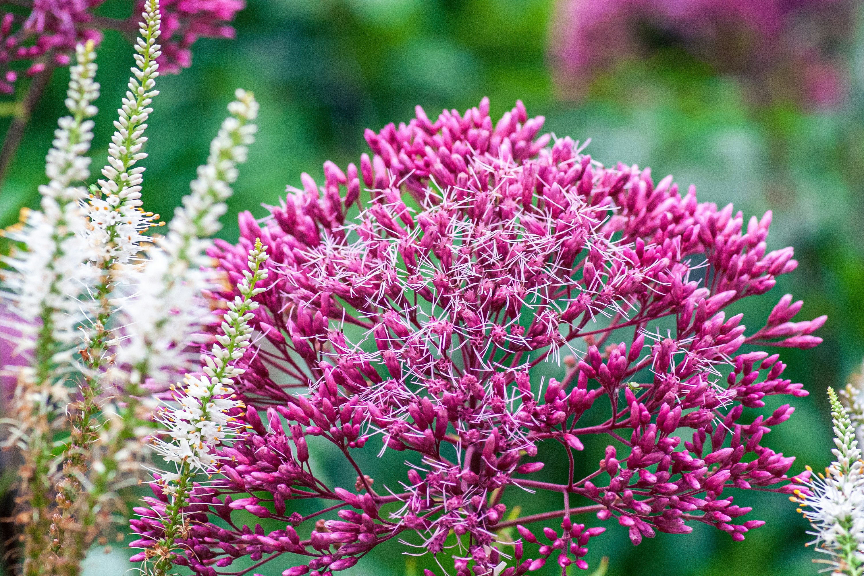 등골나물의 이미지