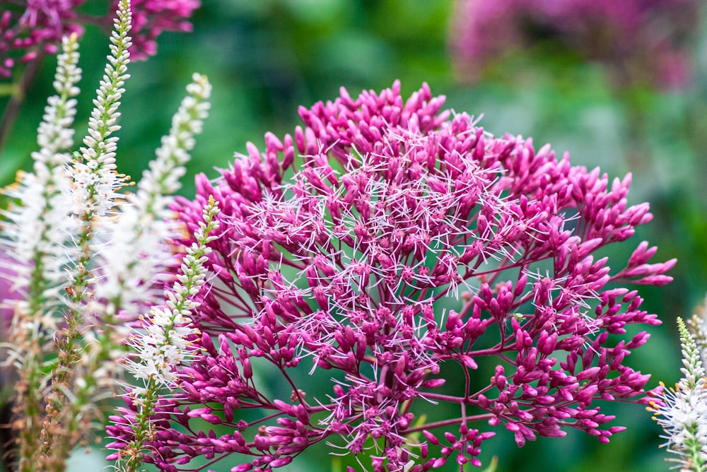 pink flowers in tilt shift lens