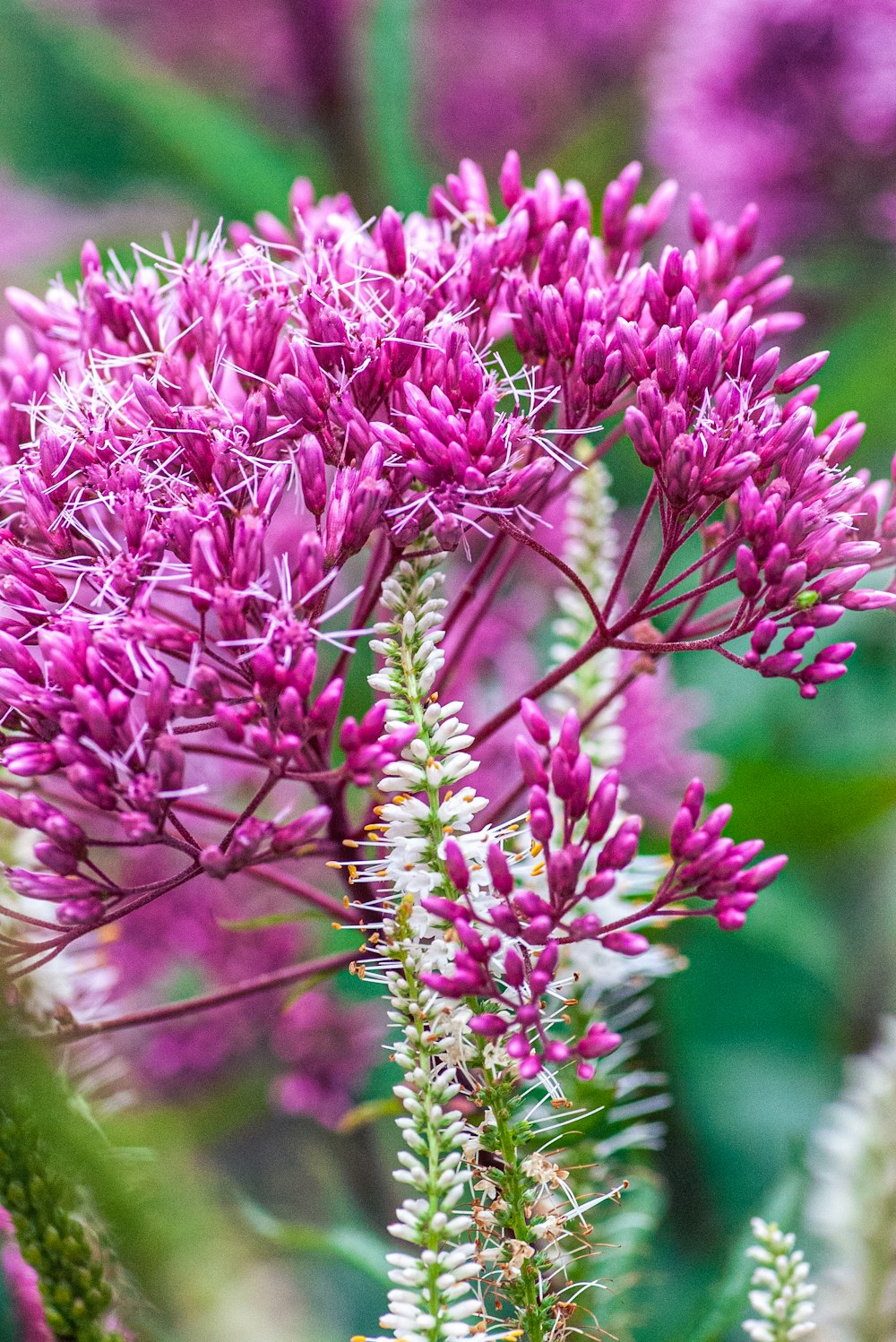 pink flowers in tilt shift lens