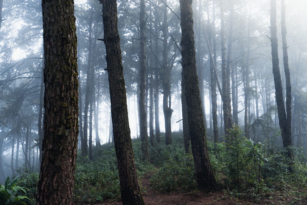 a trail in the middle of a forest in the fog