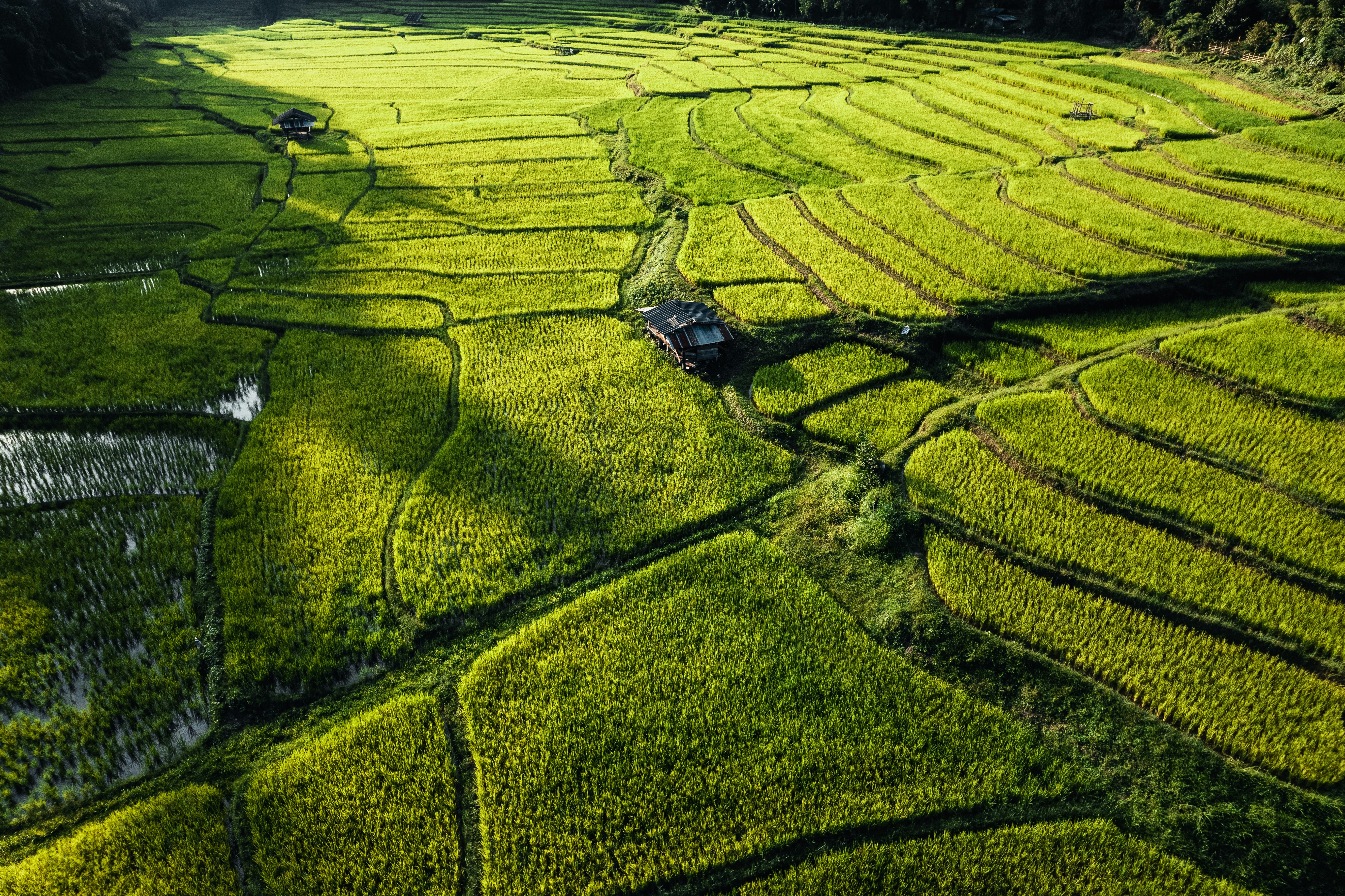 uma vista aérea de um campo de arroz com uma casa no meio