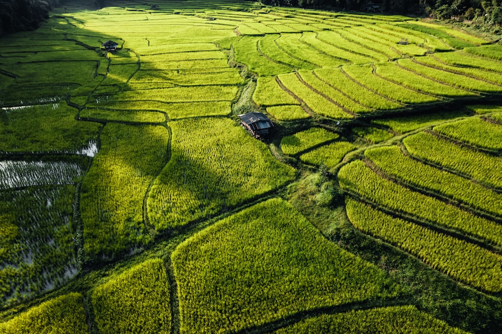 an aerial view of a rice field with a house in the middle
