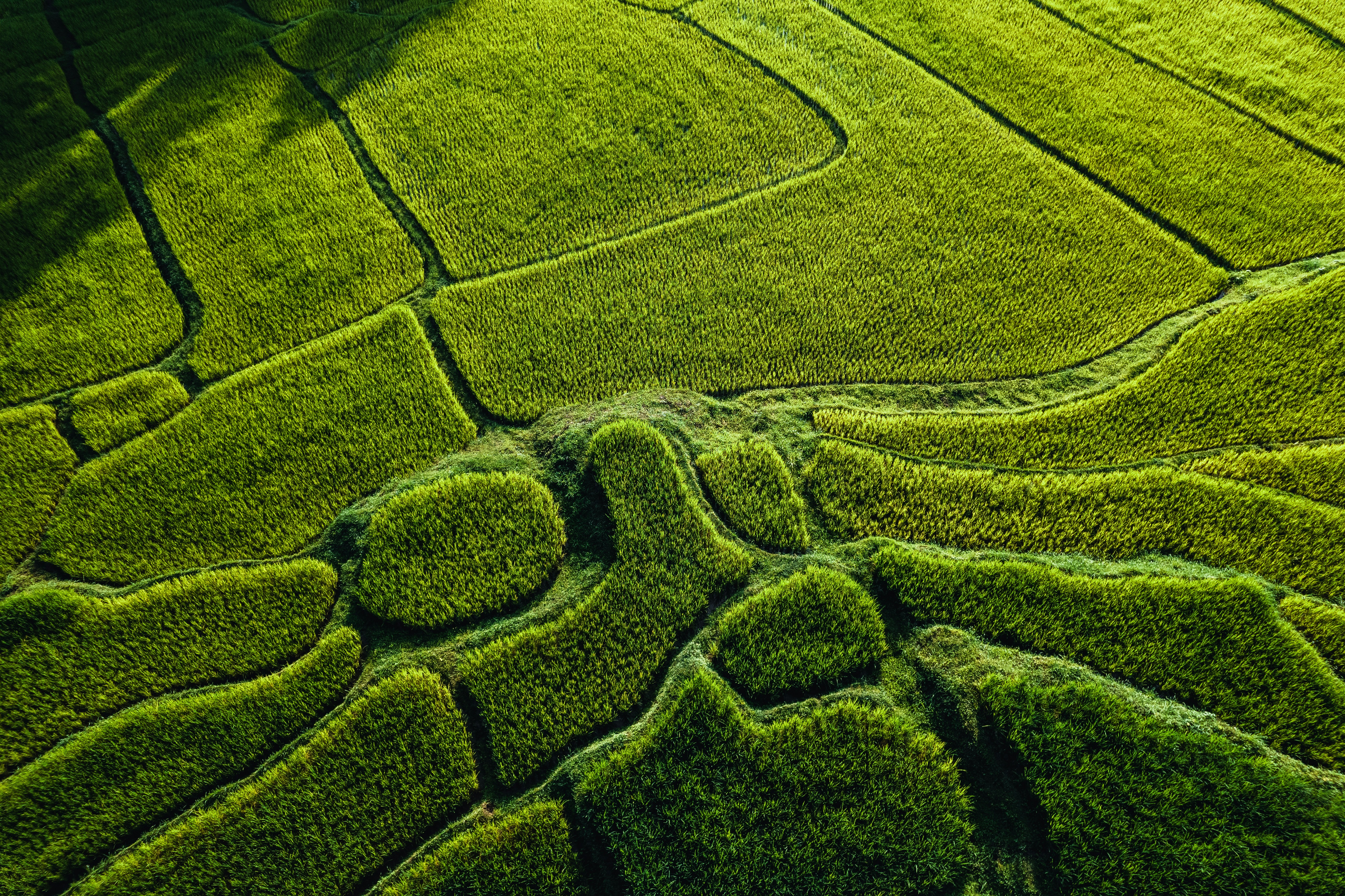 uma vista aérea de um campo verde exuberante