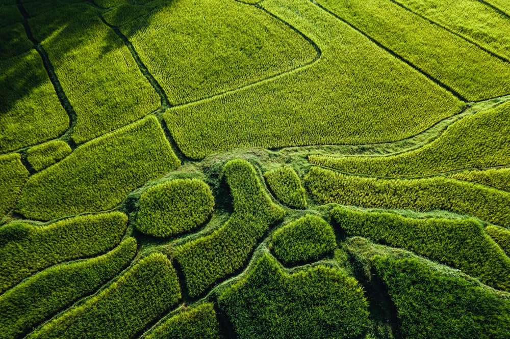 an aerial view of a lush green field