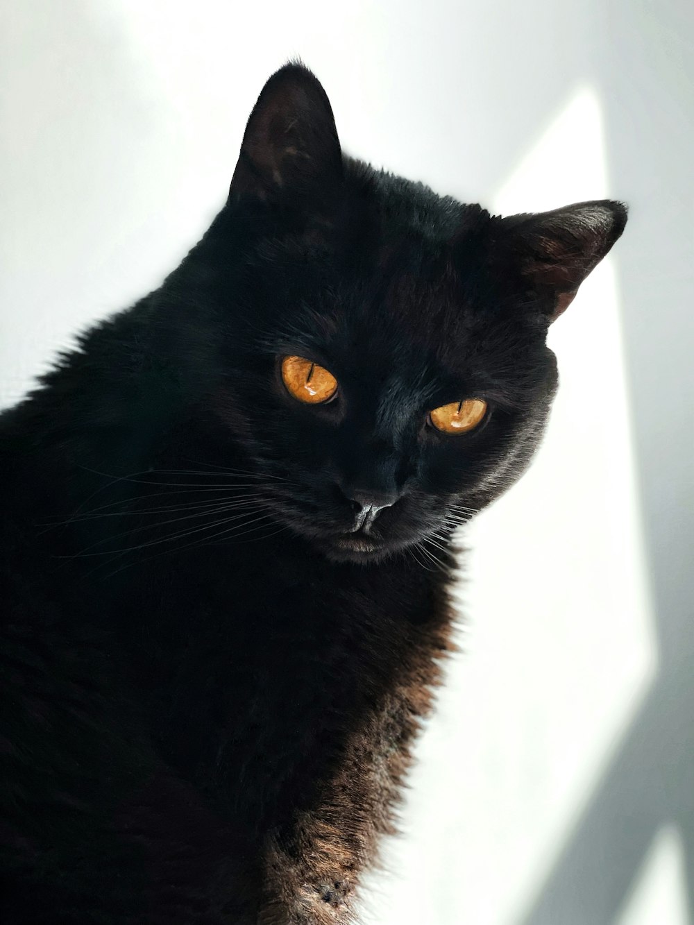 black cat on white table