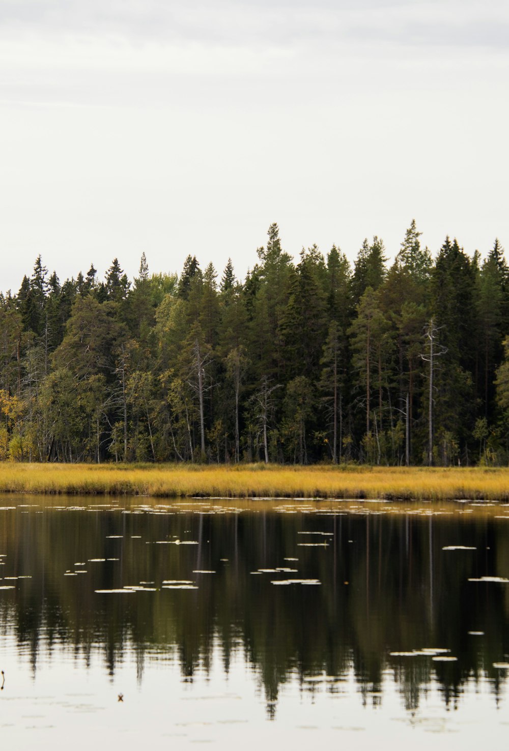 a large body of water surrounded by trees