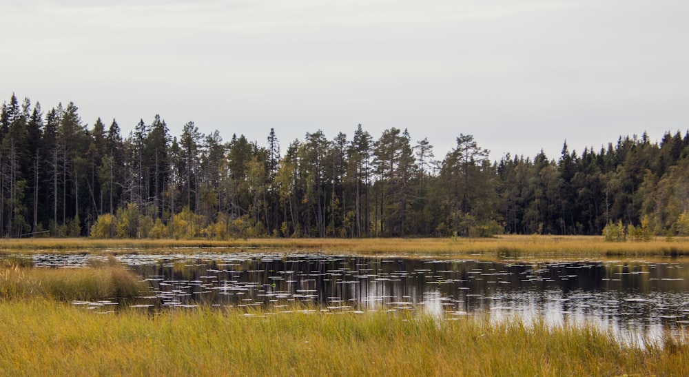 a pond surrounded by tall grass and trees