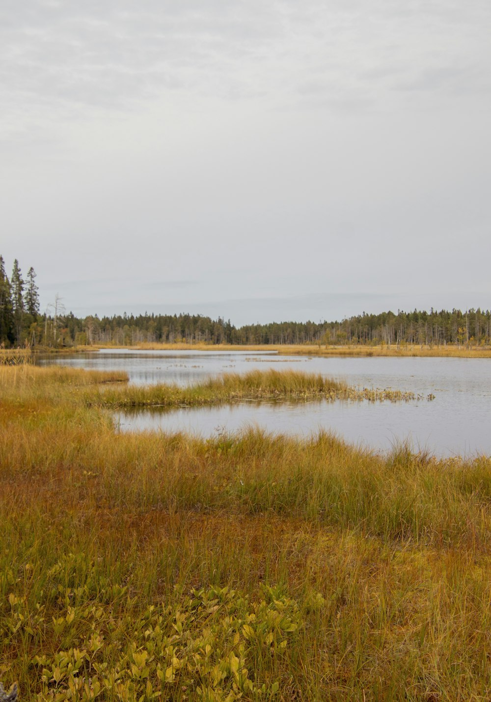 a large body of water surrounded by tall grass