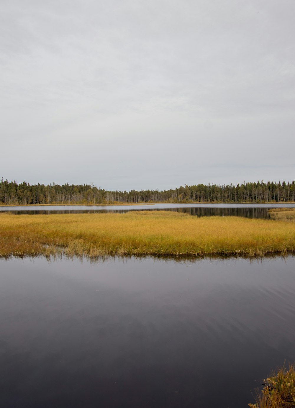 a body of water surrounded by trees and grass