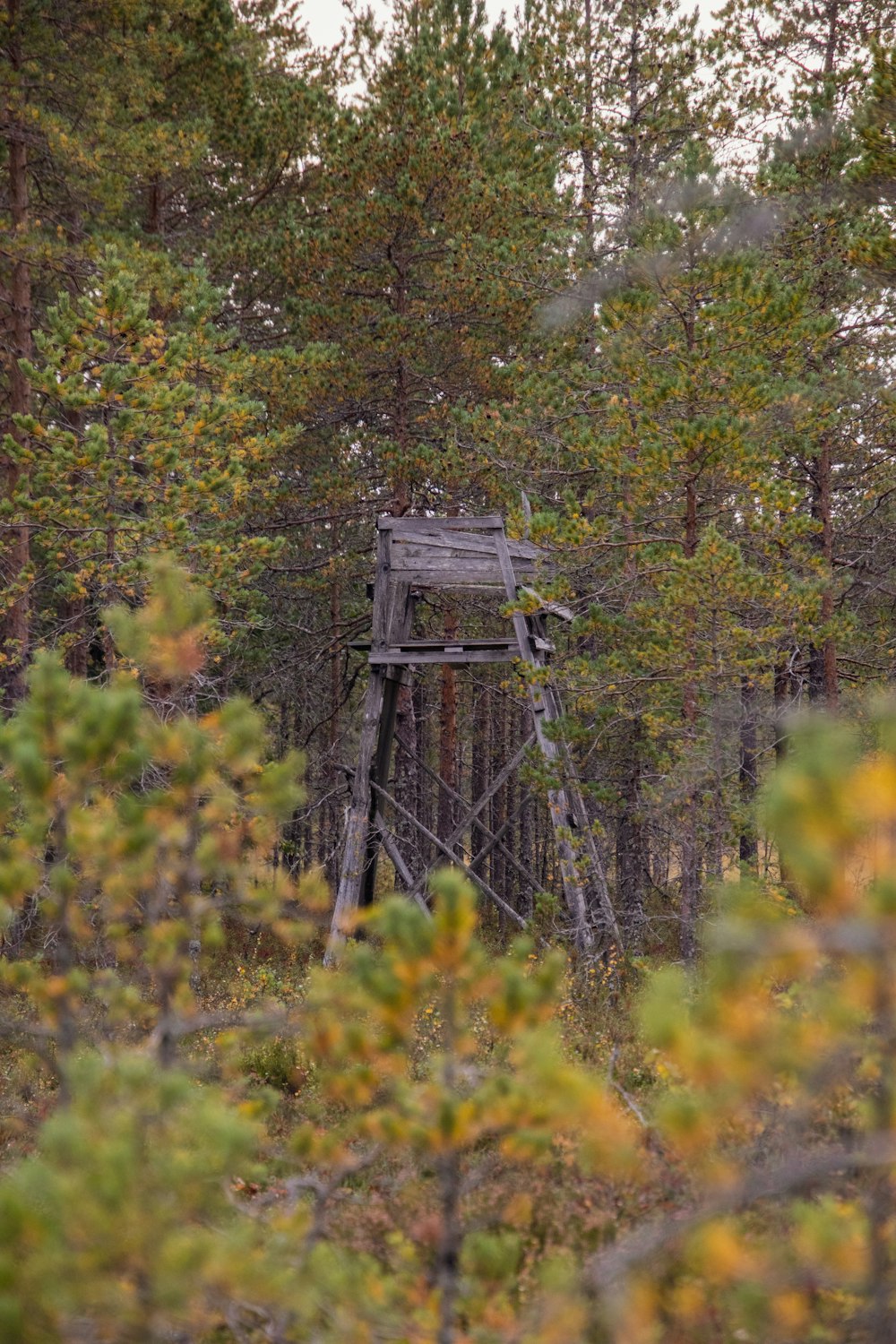 a wooden structure in the middle of a forest