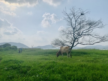 A cow grazes on lush green grass near a bare-branched tree in a serene open field. In the distance, two people can be seen walking with mountains and a body of water visible under a partly cloudy sky.