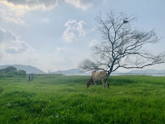 A cow grazes on lush green grass near a bare-branched tree in a serene open field. In the distance, two people can be seen walking with mountains and a body of water visible under a partly cloudy sky.