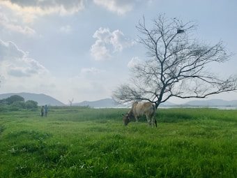 A cow grazes on lush green grass near a bare-branched tree in a serene open field. In the distance, two people can be seen walking with mountains and a body of water visible under a partly cloudy sky.