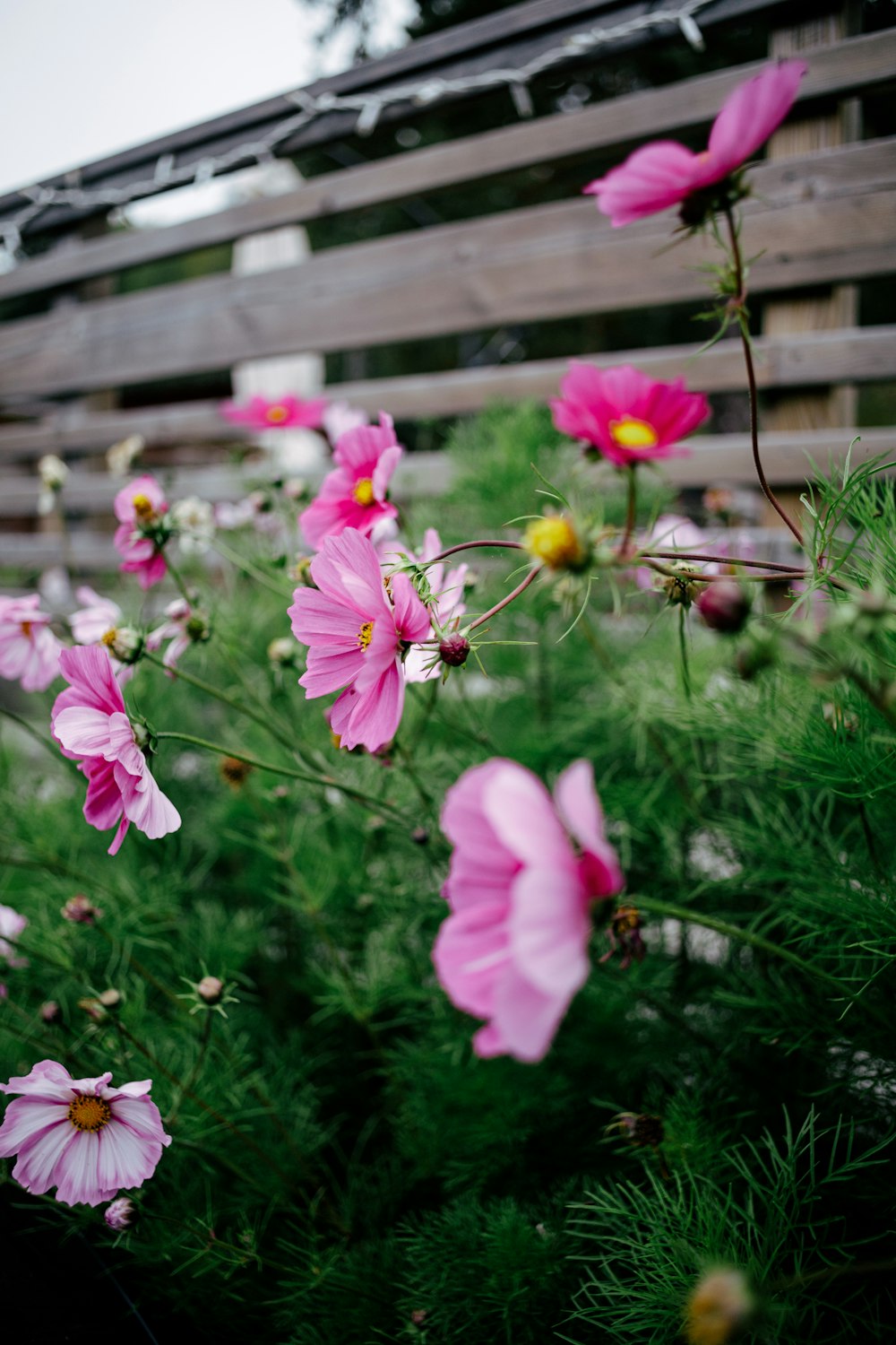 um monte de flores cor-de-rosa na frente de uma cerca de madeira