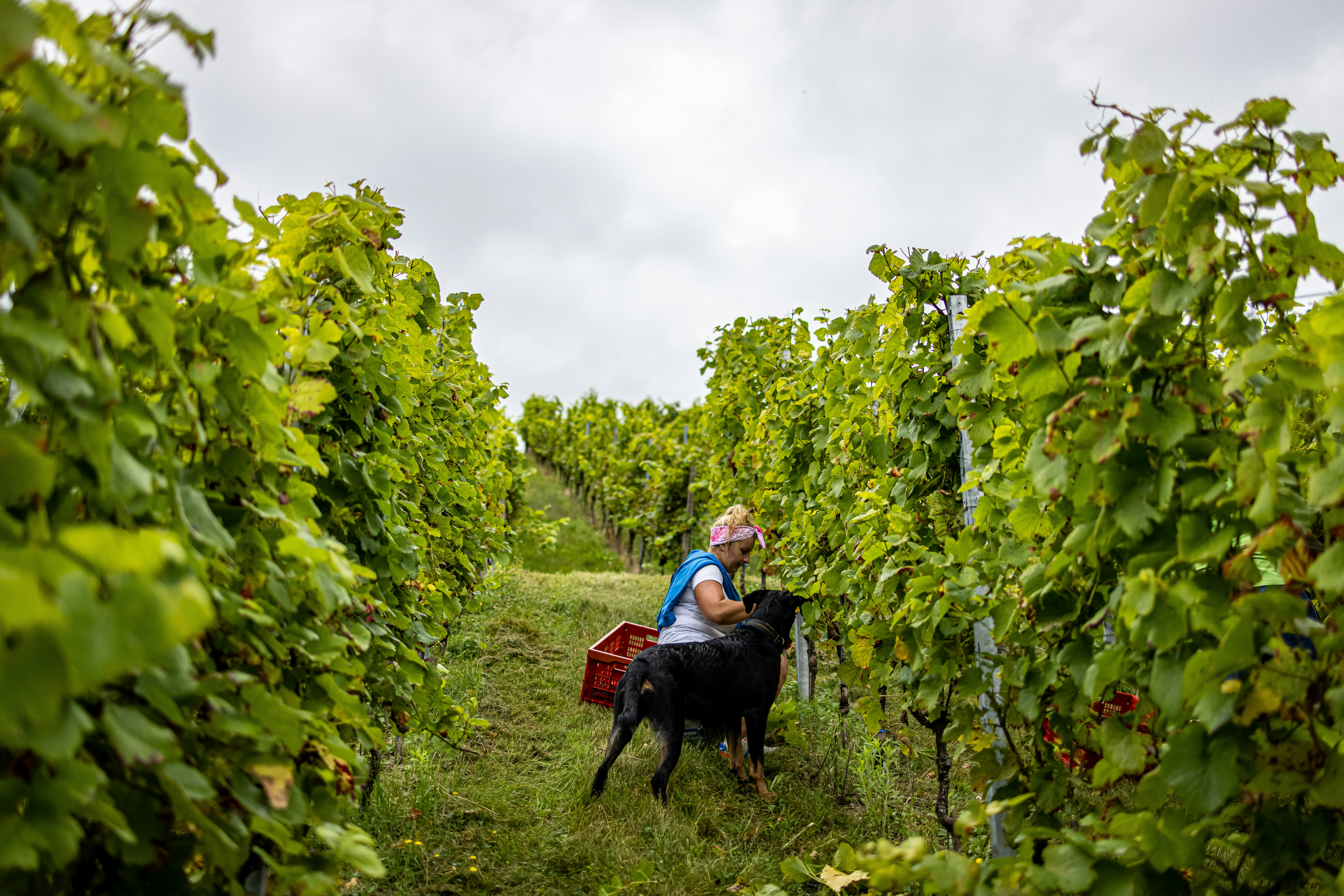 a woman and a child riding a horse through a vineyard