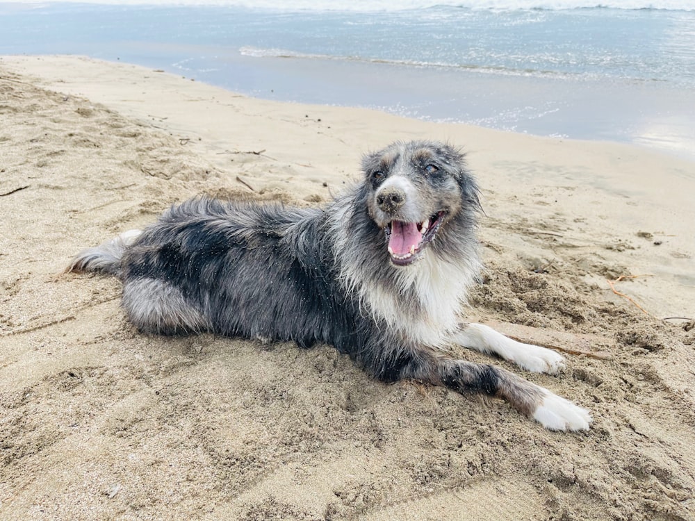 a dog that is laying down in the sand