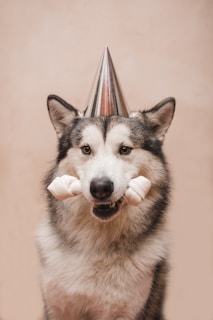 a dog with a party hat on its head