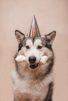 A fluffy dog wearing a shiny party hat holds a bone toy in its mouth against a plain background.