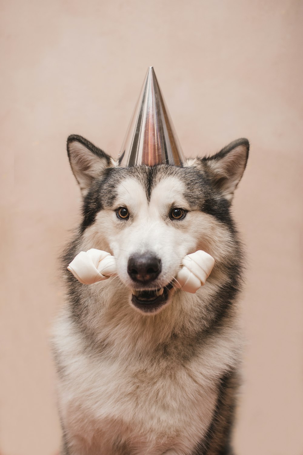 a dog with a party hat on its head