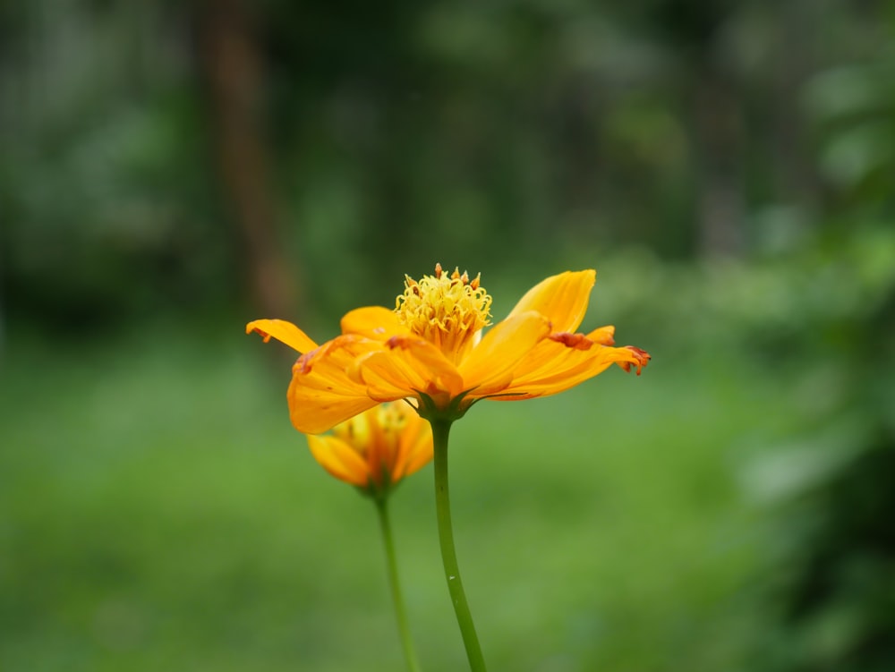 a close up of a yellow flower with a blurry background