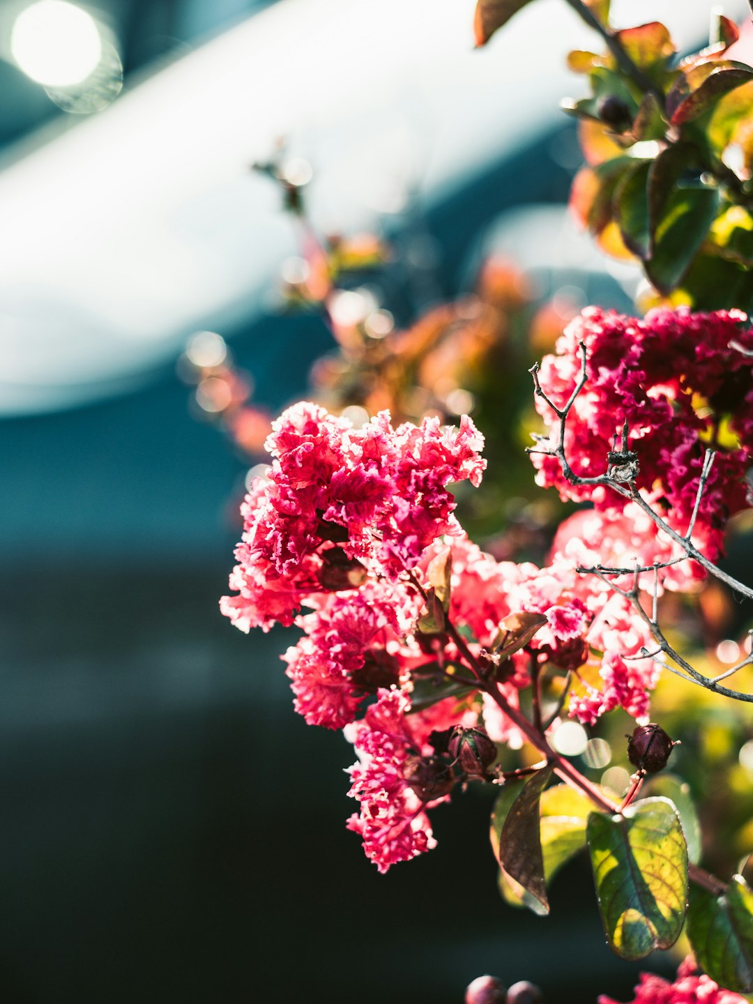 pink and white flowers in tilt shift lens