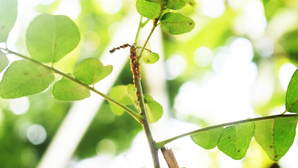 a branch of a tree with green leaves