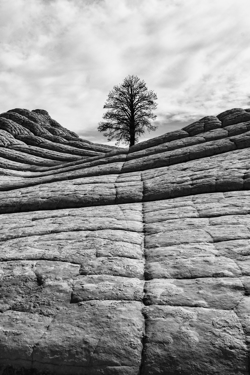 a black and white photo of a tree on a rock formation