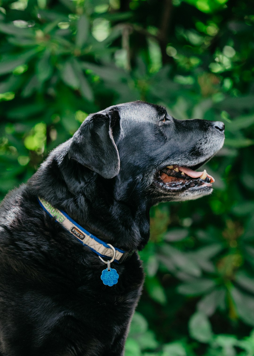 black labrador retriever with blue collar