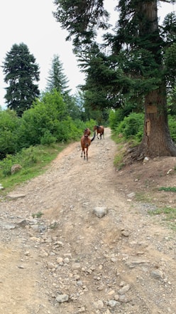 A rocky path winds uphill through a lush forest. Two horses are walking along the trail, surrounded by tall pine trees and dense green foliage.